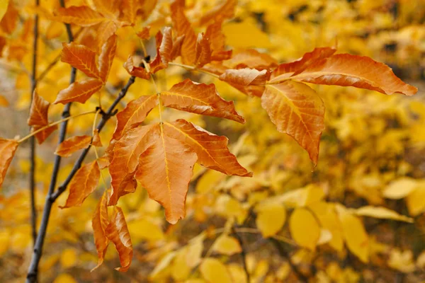 Оранжевые Листья Фоне Жёлтых Листьев — стоковое фото