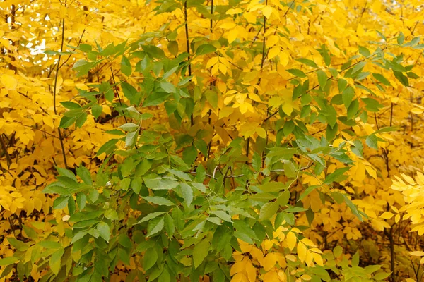 Hojas Verdes Árbol Sobre Fondo Hojas Amarillas — Foto de Stock