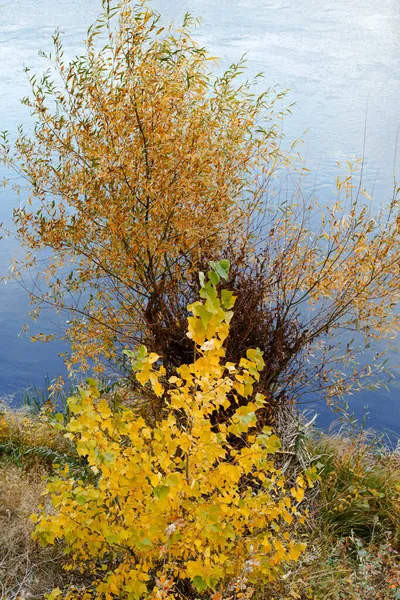 Gelbe Bäume Auf Dem Hintergrund Des Flusses — Stockfoto