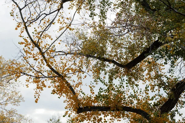 Ramas Árboles Con Hojas Verdes Amarillas — Foto de Stock