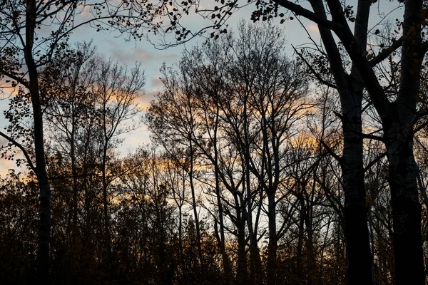 Silhouettes Trees Sunset — Stock Photo, Image