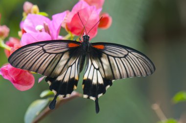 büyük mormon (papilio memnon agenor) kelebek