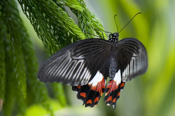 Vrouwelijke gemeenschappelijk mormon vlinder — Stockfoto