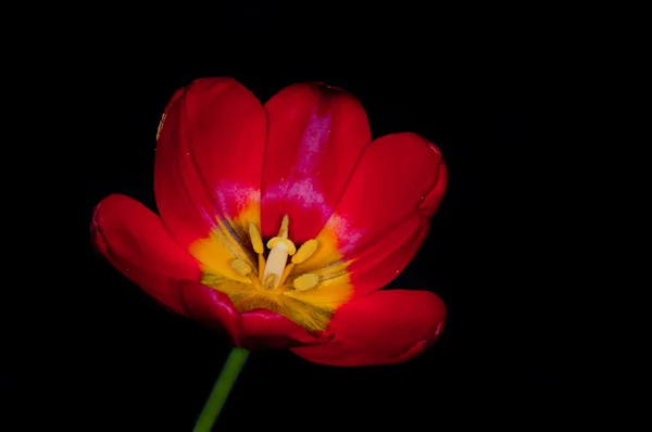 Tulipa vermelha isolada em preto — Fotografia de Stock