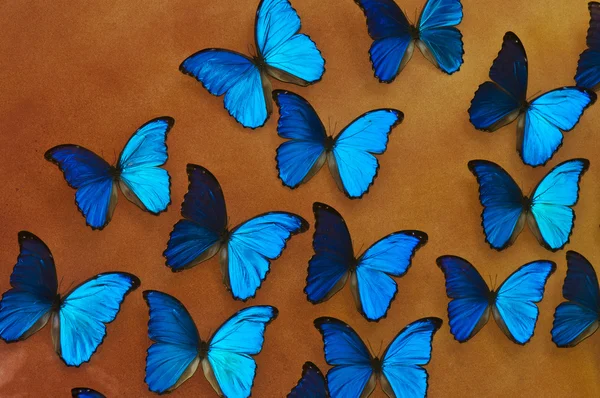 Blue morpho butterflies background — Stock Photo, Image