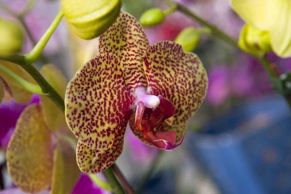 Detail of exotic tiger orchid — Stock Photo, Image