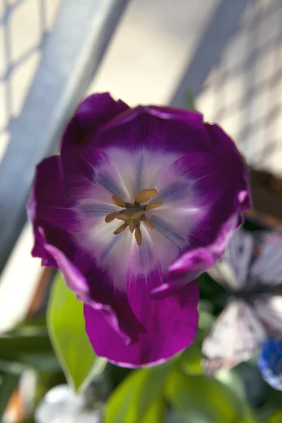 Closeup fialový Tulipán — Stock fotografie