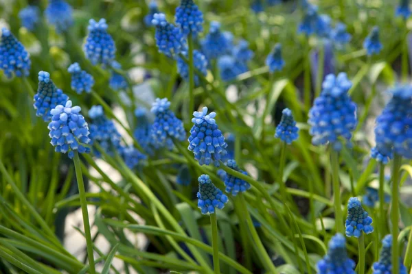青色のムスカリの花、ブドウ ヒヤシンス — ストック写真