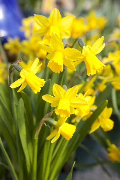 Gele narcissen - narcissen bloemen — Stockfoto