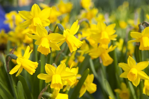 黄色い水仙 - スイセンの花のフィールド — ストック写真