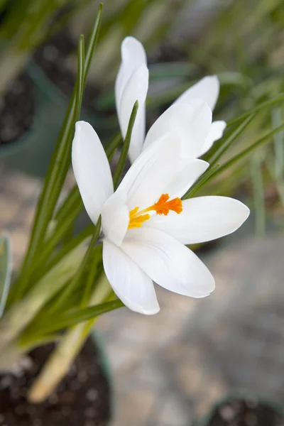 Weiße Krokusse (crocus heuffelianus) blühen — Stockfoto