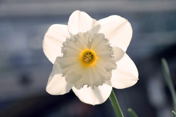 Einzelne Narzisse - Narzissenblüte — Stockfoto