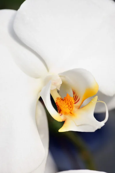 Bílá orchidej abstraktní pozadí — Stock fotografie