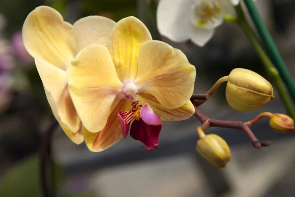 Yellow orchid detail — Stock Photo, Image