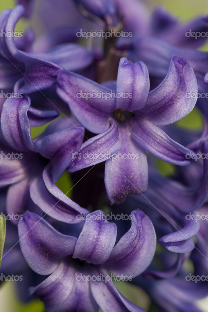 Macro détail de jacinthe violette image libre de droit par rbspace ©  #48272757