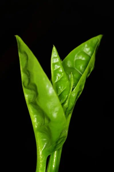 Spinach sprout isolated — Stock Photo, Image