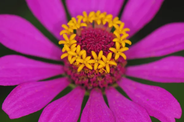 Pink daisy detail — Stock Photo, Image