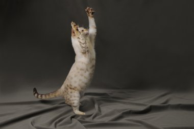 Bengal kedisi