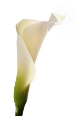 calla lilly