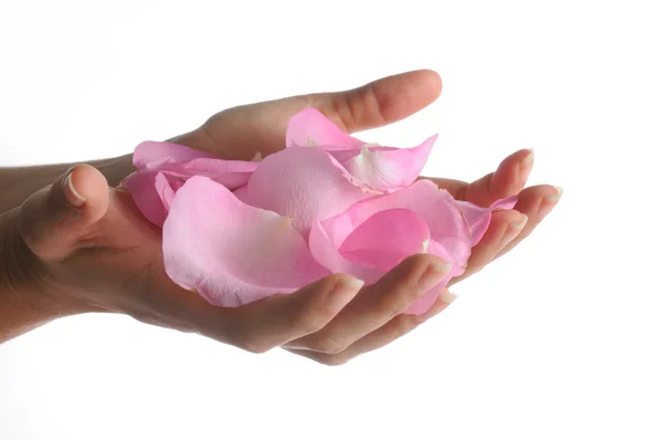 Mani che coppettono petali di rosa — Foto Stock