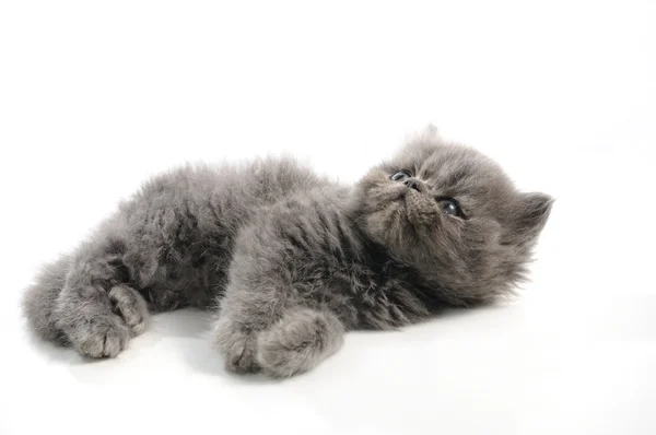 Pequeno gato persa — Fotografia de Stock