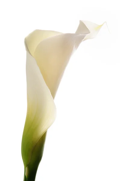 Calla-Lilie — Stockfoto