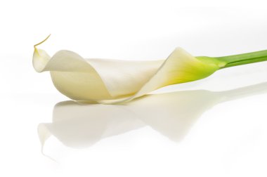 Calla lily çiçek