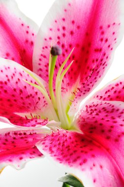 pembe lily detay