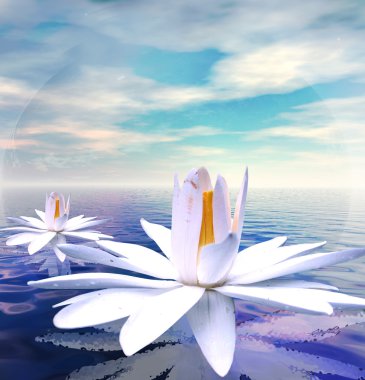 Beyaz lotus çiçeği 