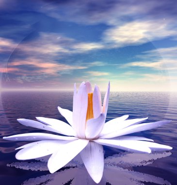 Beyaz lotus çiçeği 