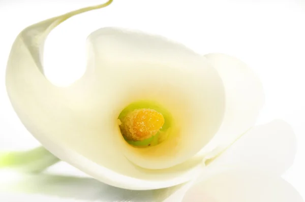 Calla lily bakgrund — Stockfoto