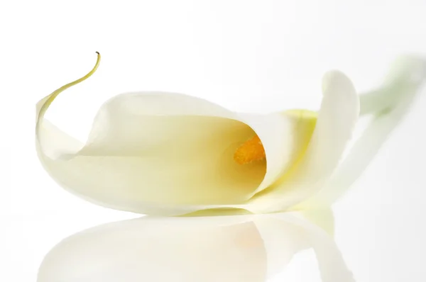 Calla lily — Stock fotografie