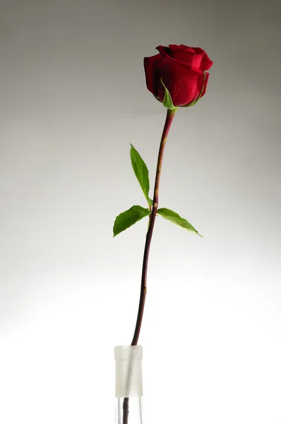 Red rose — Stock Photo, Image