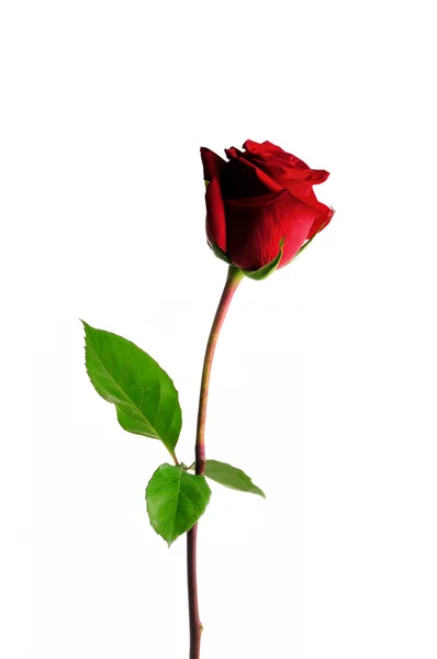 Red rose — Stock Photo, Image