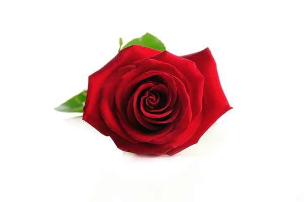 Red rose isolated — Stock Photo, Image