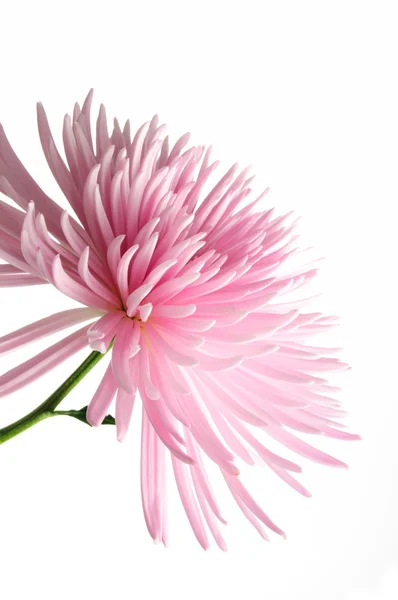 Roze chrysant — Stockfoto