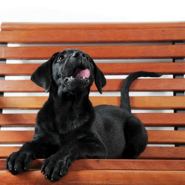 ラブラドール子犬 — ストック写真