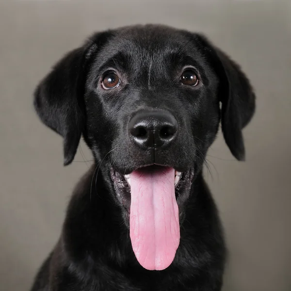 Labrador retriever puppy — Stockfoto