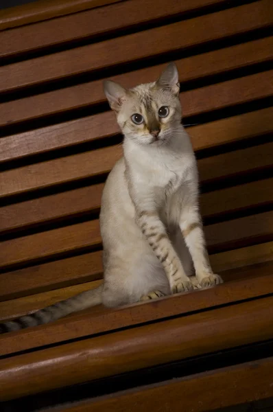 Bengáli macska portréja — Stock Fotó