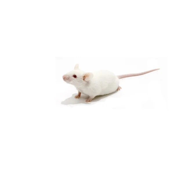 Biała mysz na białym tle — Zdjęcie stockowe
