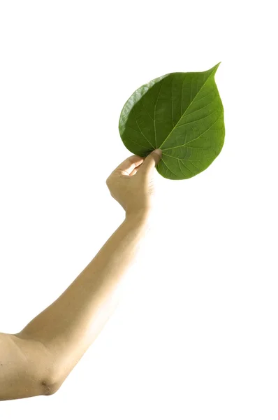 Hand holding green leaf — Stock Photo, Image