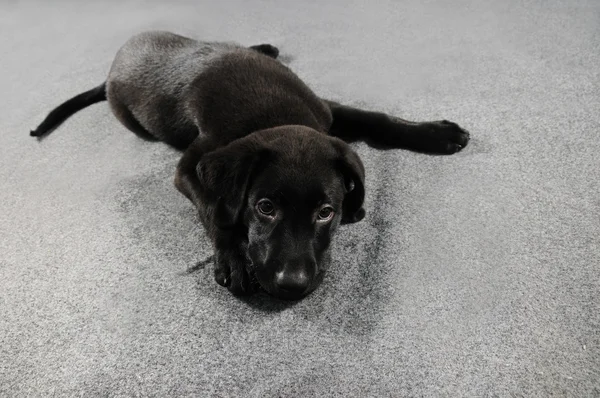 ラブラドールレトリバーの子犬 — ストック写真