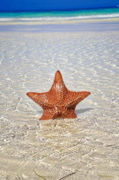 Starfish — Stock Photo, Image