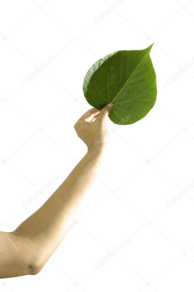 Hand holding green leaf