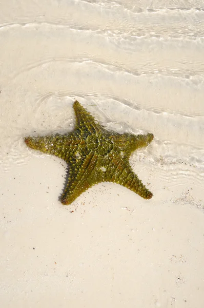 Groene starfish — Stockfoto