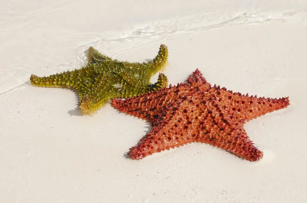 Çok renkli starfishes — Stok fotoğraf