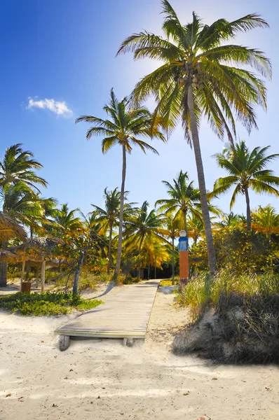 Cocos en camino de playa tropical, cuba — Foto de Stock