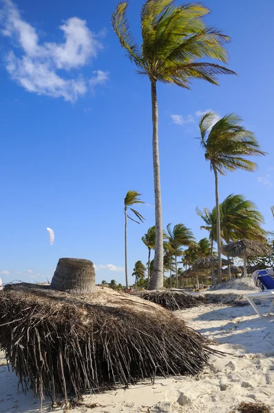 Тропический пляж с кокосами — стоковое фото