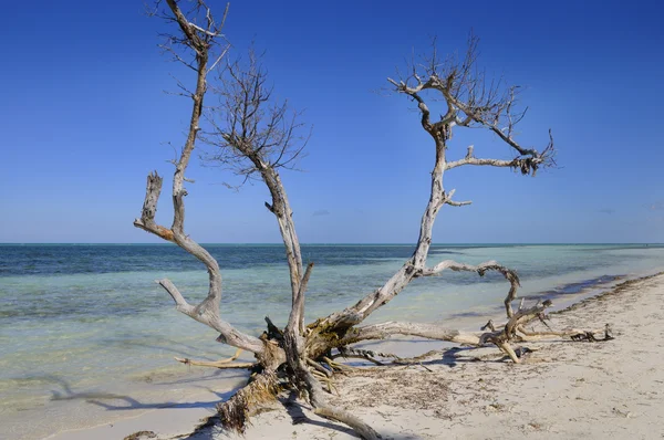 Playa — Foto de Stock