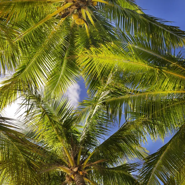 ココナッツ椰子の葉の熱帯の背景 — ストック写真